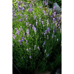 Lavendel 100% terisk olie