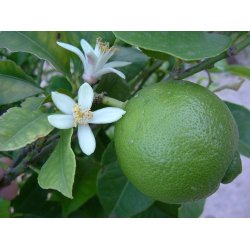 Lime 100% terisk olie