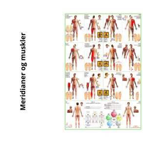 Meridianer & Muskler (mand)