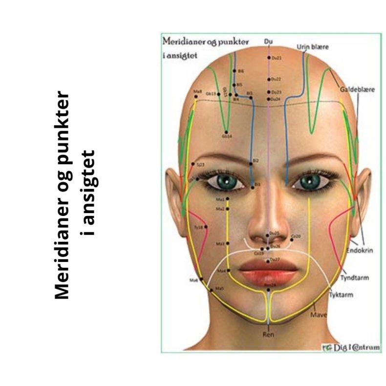 Meridianer og punkter i ansigtet (for/bagside)