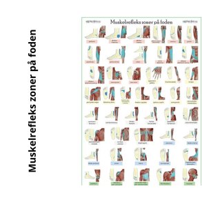 Muskelreflekszoner p foden