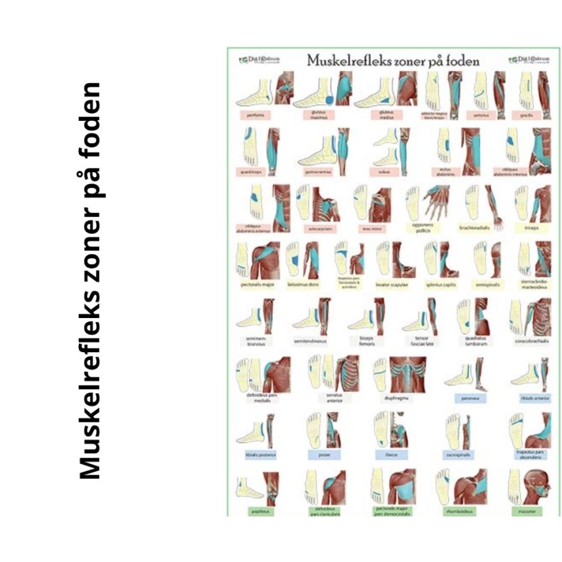 Muskelreflekszoner p foden