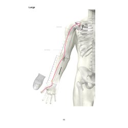 Muskelterapi. Let fortalt. Lring, grundprincipper og anvendelse - Fagbog, lrebog, uddannelsesbog 