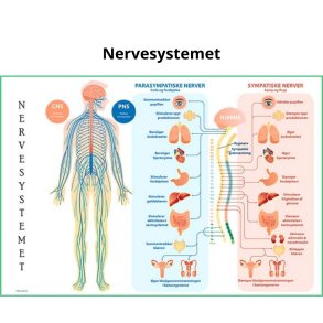 Nervesystemet