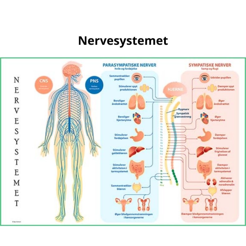 Nervesystemet