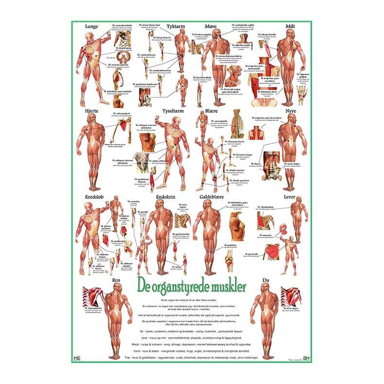 Organstyrede muskler NY