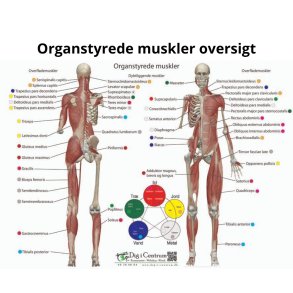 Organstyrede muskler oversigt