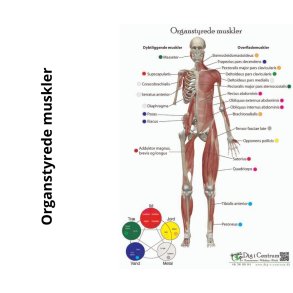 Organstyrede muskler for- og bagside
