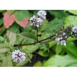 Pebermynte 100% terisk olie