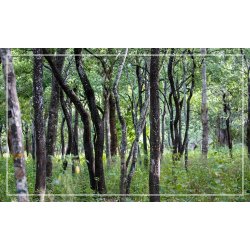 Sandeltr 100% terisk olie