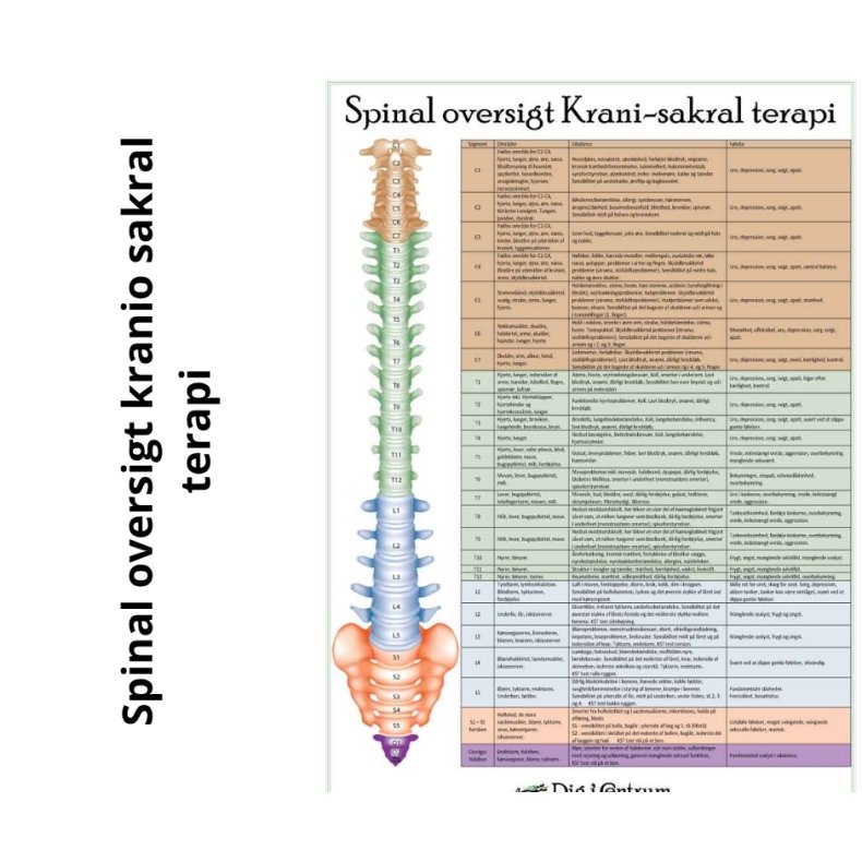 Spinal oversigt Kranio-Sakral Terapi