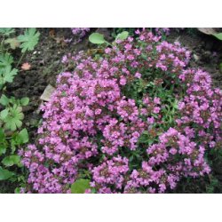 Timian/Thyme 100% terisk olie