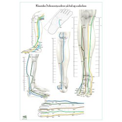Klassiske 5 elementpunkter p hnd, arm, fod og ben.