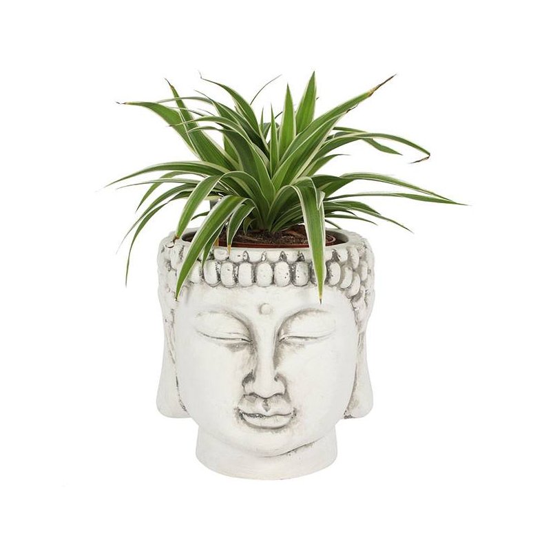 Buddha urtepotte