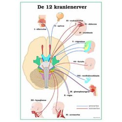 De 12 kranienerver plancher