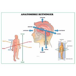 Kropsbev�gelser og retninger � lamineret, tosidet planche