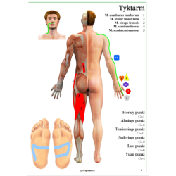 Meridianer &amp; Muskler planche (mand) 40 x 60 cm + opslagsbog