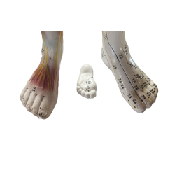 Model m/meridianer &amp; muskler, Mand 84 cm. p fod