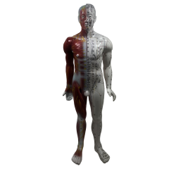 Model m/meridianer &amp; muskler, Mand 84 cm. p fod