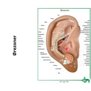 Organzoner og knogler i ret
