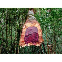 Rosentr 100% terisk olie