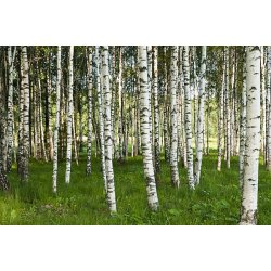 sd birk 100% terisk olie