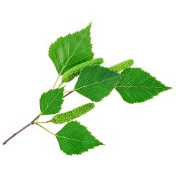 sd birk 100% terisk olie