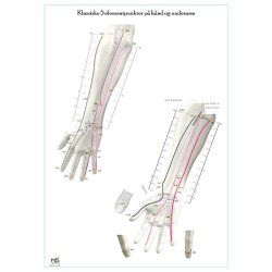 Klassiske 5 elementpunkter p hnd, arm, fod og ben.